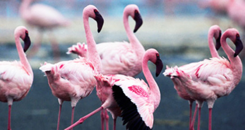 The Crimson Wing: Mystery of the Flamingos