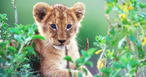 African Cats