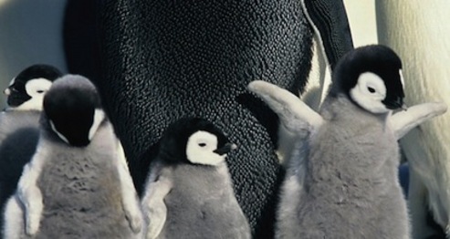 March of the Penguins